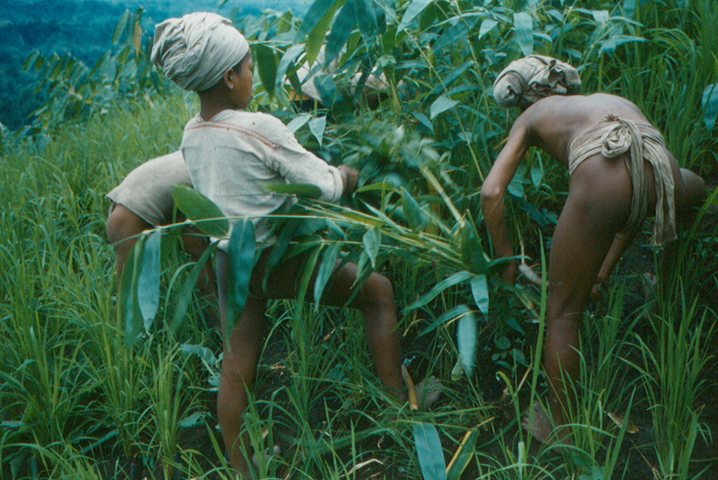 Recollecting Lorenz Löffler: Multivocal Approaches to an Ethnographic Legacy