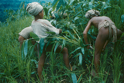 Recollecting Lorenz Löffler: Multivocal Approaches to an Ethnographic Legacy