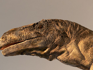 Plateosaurus+Kopf+(C)+Zoologisches+Museum+UZH
