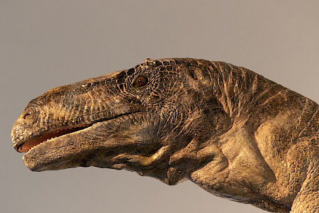 Plateosaurus+Kopf+(C)+Zoologisches+Museum+UZH