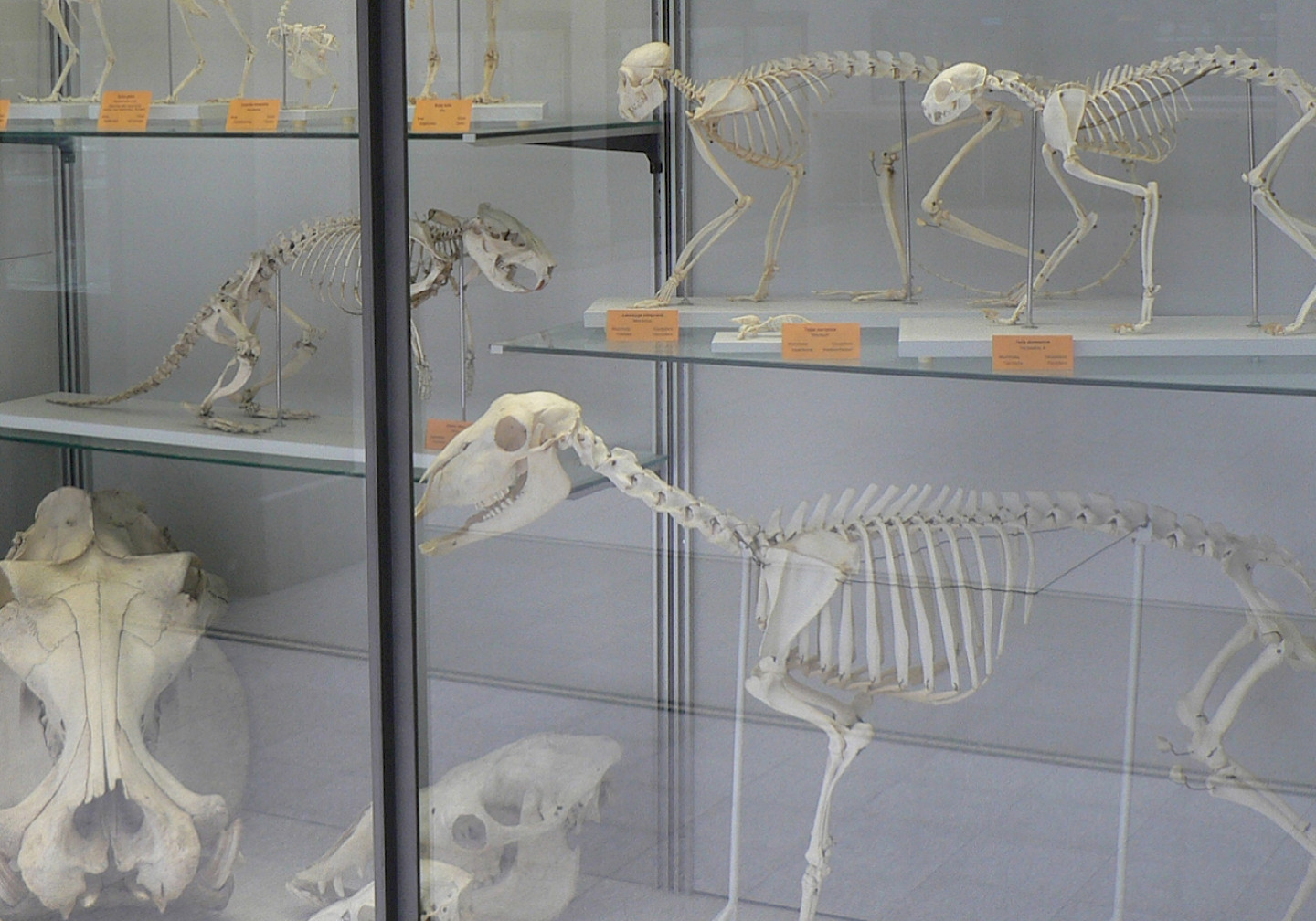 © ETH Zürich / Zoologische Sammlung