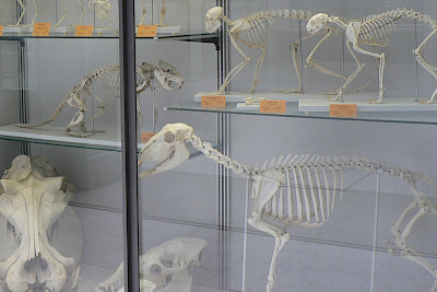 © ETH Zürich / Zoologische Sammlung