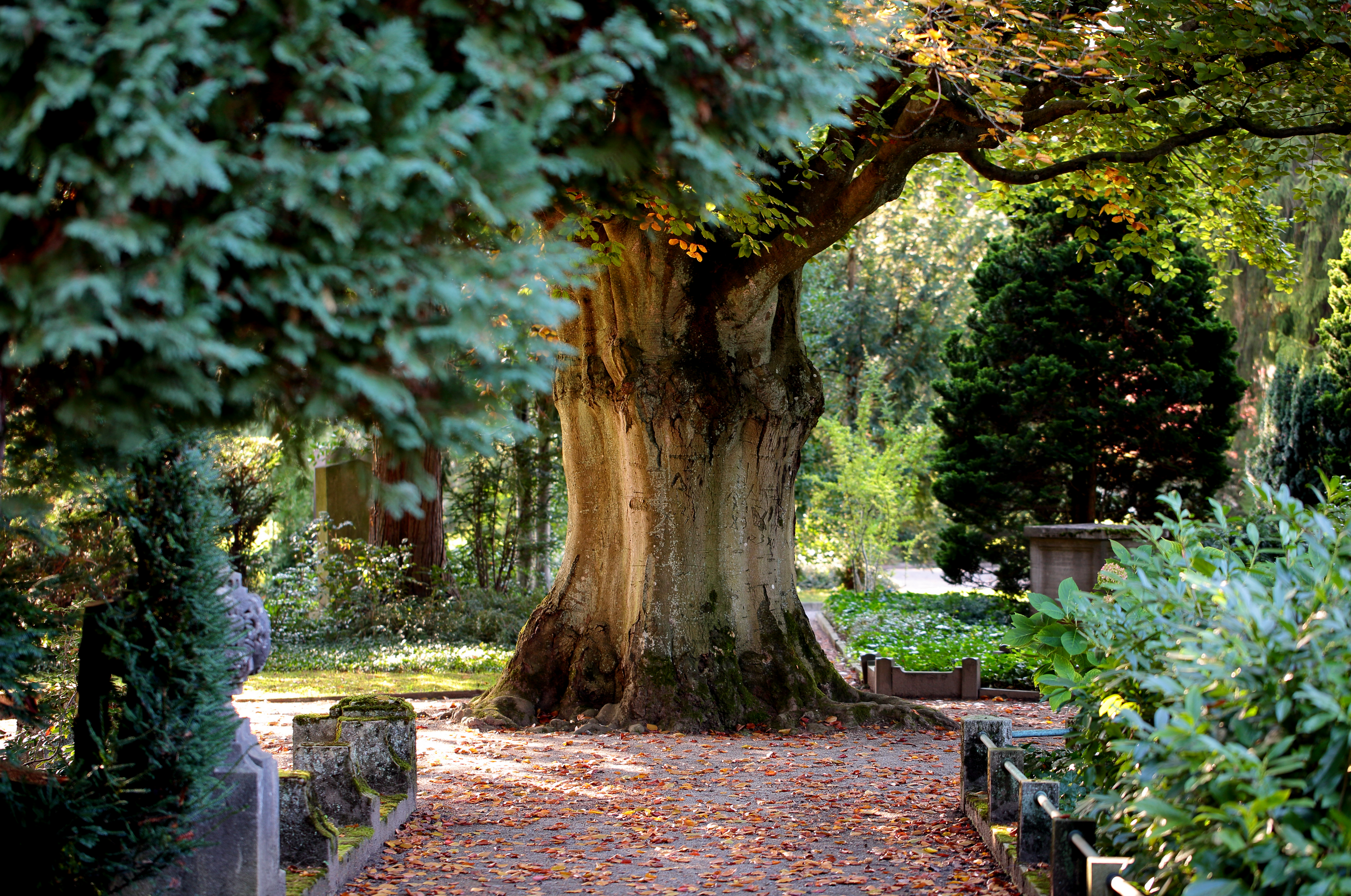 Du und deine Ewigkeit, Audiowalk auf dem Friedhof Sihlfeld