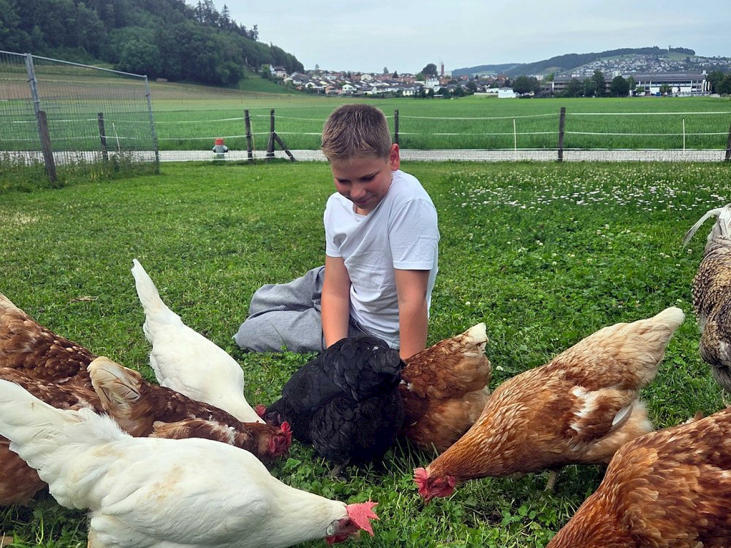 Understand the chickens