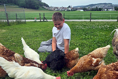 Understand the chickens